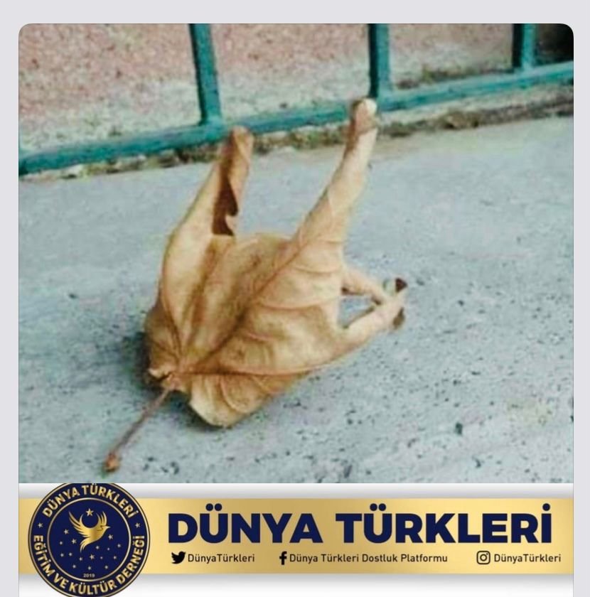 DÜNYA TÜRKLERİ DERNEĞİ’NDEN  BOZKURT PAYLAŞIMI