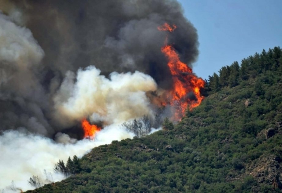 Türkiyədə meşə yanğını zamanı üç nəfər ölüb
