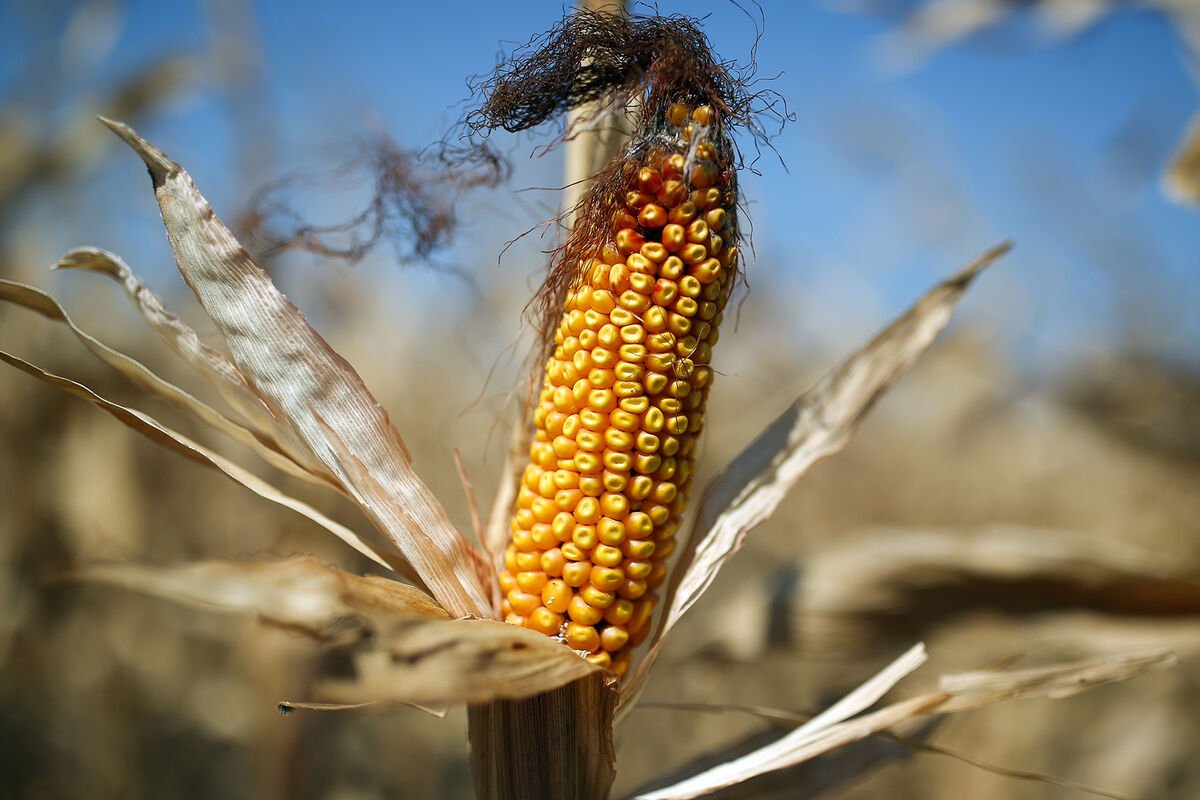 Bəzi həşəratlar GMO-ya uyğunlaşıb