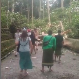 Bali adasında meymun meşəsində yıxılan ağac iki turisti əzib  - Video