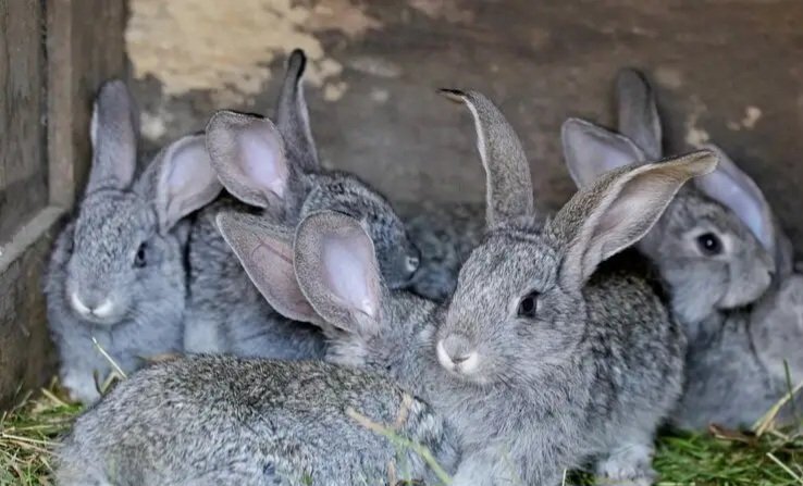 Yaponiyalı "Dovşan adasında" onlarla heyvanı öldürməkdə şübhəli bilinir