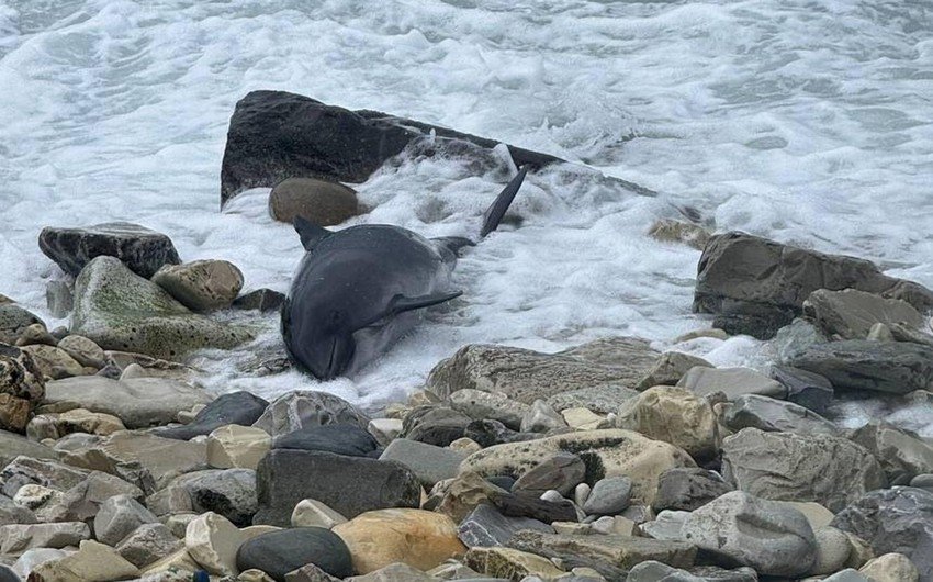 Kerç boğazında mazut sızıntısından sonra 80-dən çox ölü delfin tapılıb