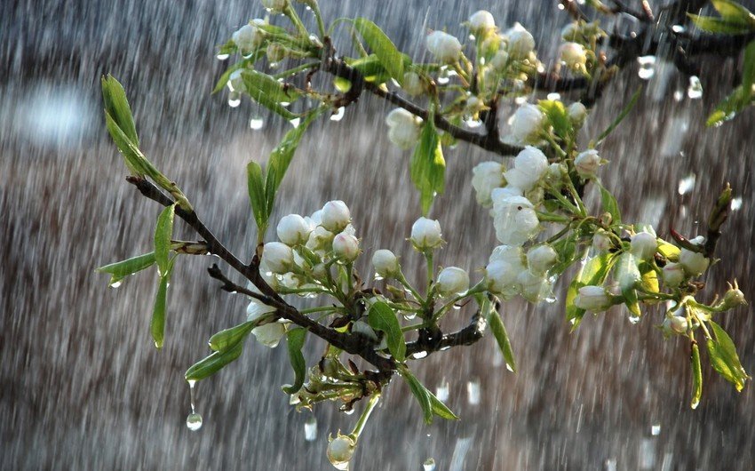 Əksər rayonlarda yağıntılı və küləkli hava davam edir - FAKTİKİ HAVA