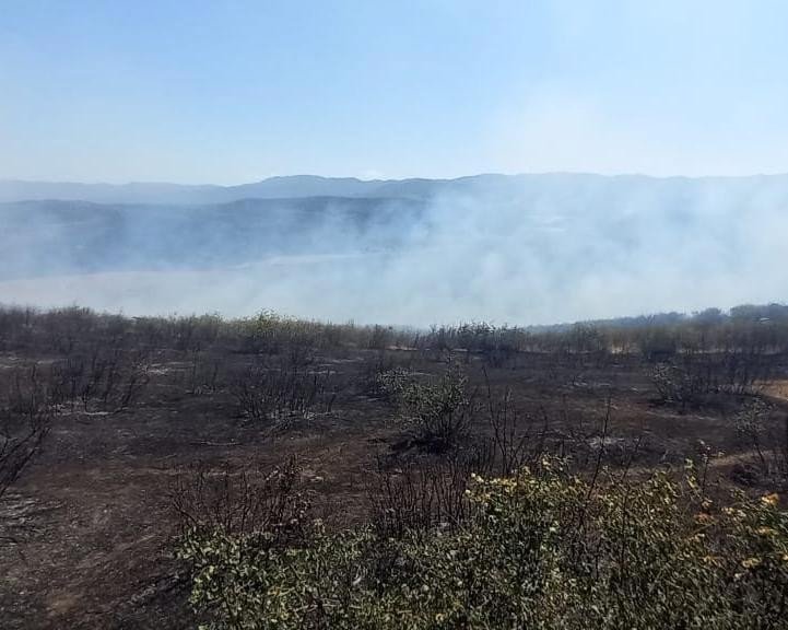 Cəlilabadda meşədəki yanğın nəticəsində bir nəfər tüstüdən zəhərlənib - YENİLƏNİB 