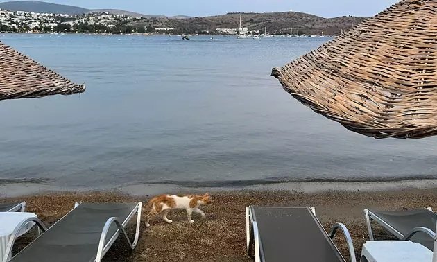 Türkiyədə dənizdə təhlükəli bakteriyalar aşkarlanıb