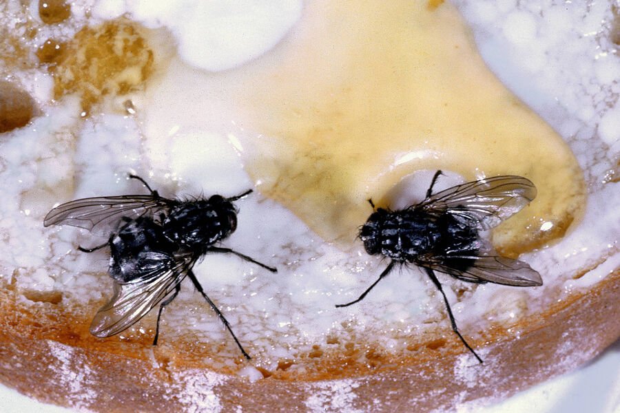 Müxtəlif bioloji növlər arasında davranışın ötürülməsi ilk dəfə həyata keçirildi