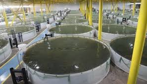 Balıqçılıq müəssisələrinin elektron qeydiyyatı nəzərdə tutulur