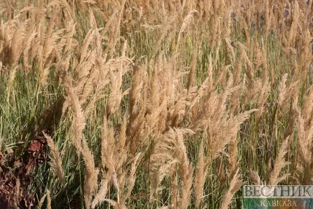 Bakı və Tbilisi kənd təsərrüfatı sahəsində əməkdaşlığı genişləndirəcəklər