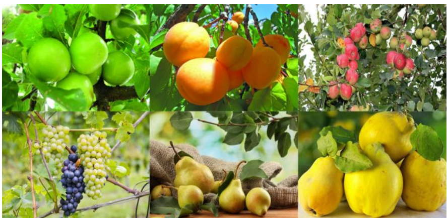 Füzuli rayonunda meyvə istehsalı 2,7 faiz artıb