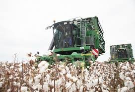 Azərbaycanda bu il pambıq sahələrindən 360 min tondan çox məhsul yığılıb