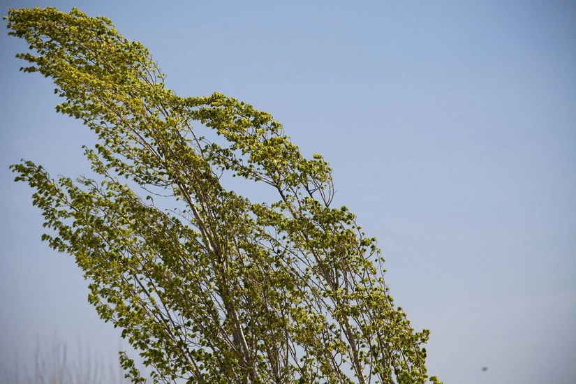 Bakıda və rayonlarda külək güclənəcək - XƏBƏRDARLIQ