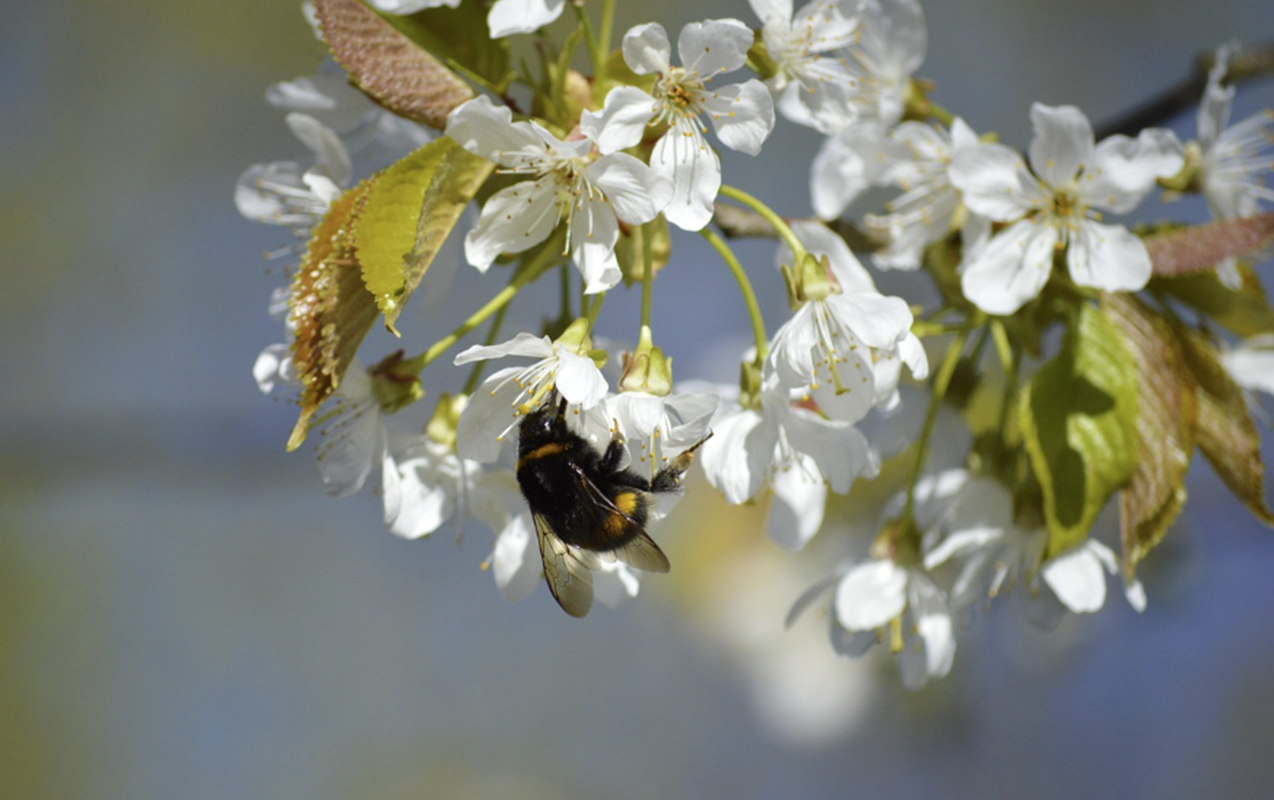 Yaz Azərbaycana bu tarixdə daxil olacaq