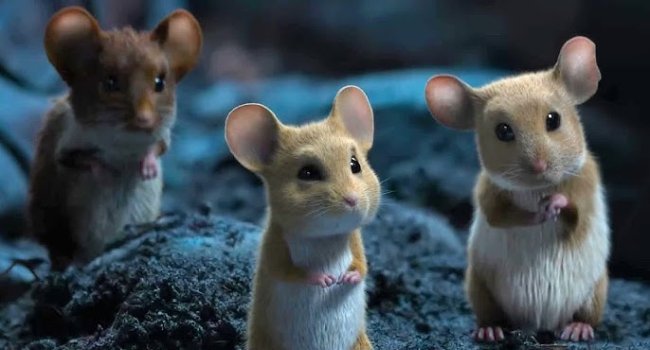Alimlər siçanları 58 dəfə klonlaya bilib – proses mutasiyalara görə dayanıb