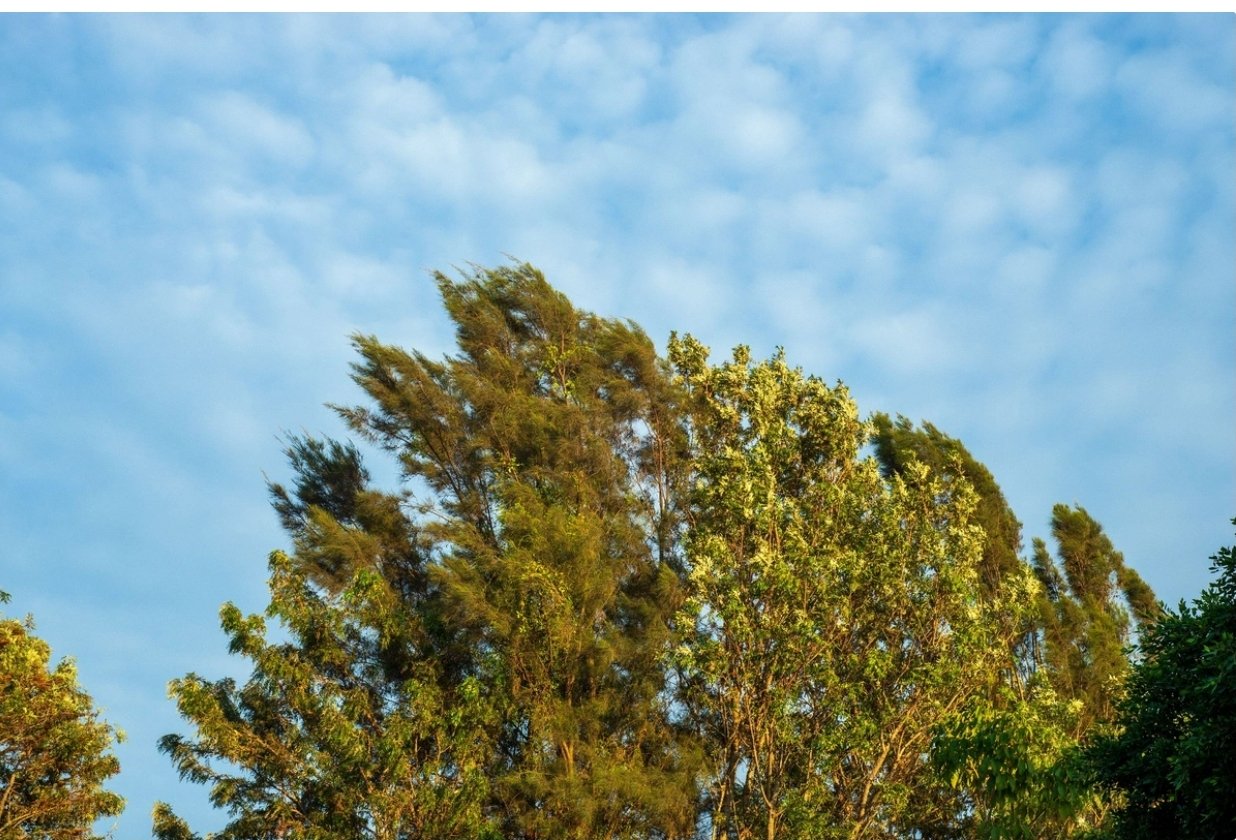 Küləkli hava şəraiti ilə bağlı sarı və narıncı xəbərdarlıq verilib