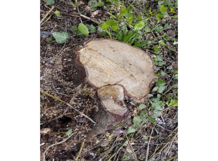 Oğuzda ağac kəsən 3 nəfər saxlanılıb - FOTO