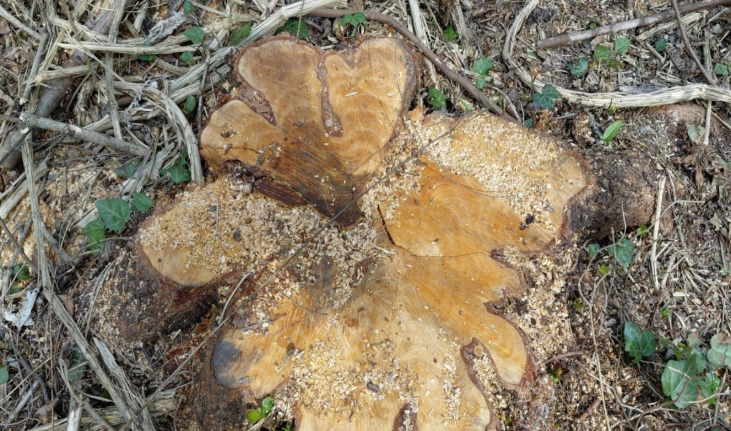 Oğuzda ağac kəsən 3 nəfər saxlanılıb - FOTO