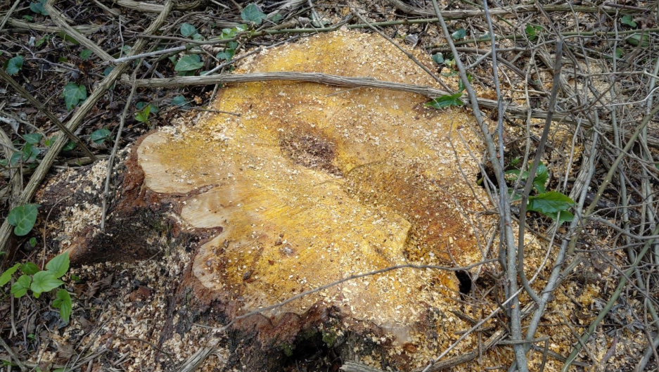 Oğuzda ağac kəsən 3 nəfər saxlanılıb - FOTO 