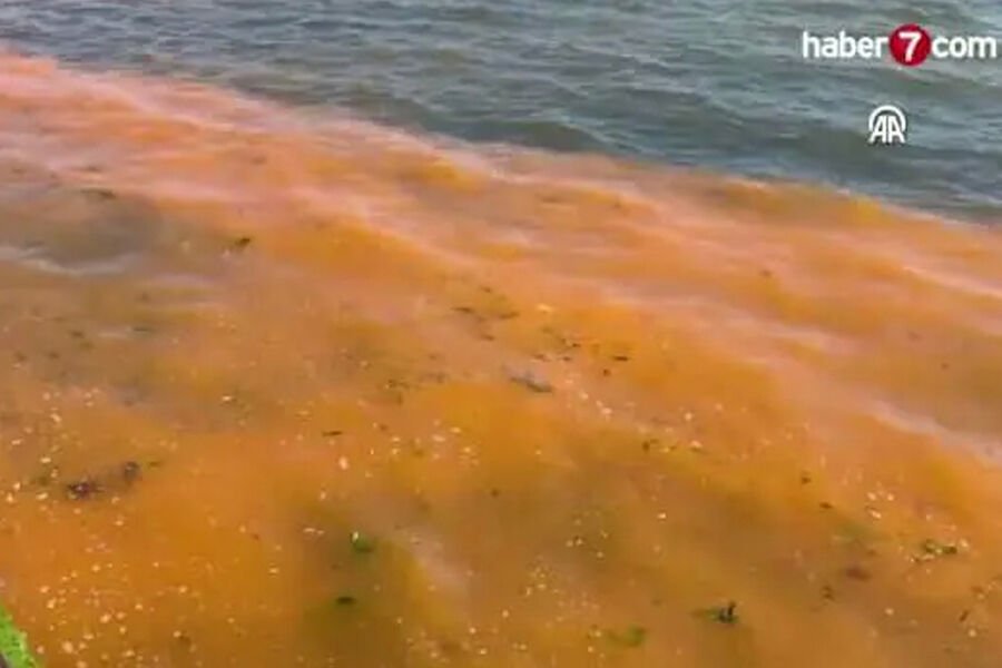 Mərmərə dənizində suyun rəngi dəyişib: səbəb plankton artımıdır