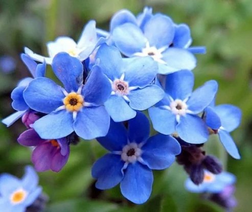 Unutma-məni çiçəyi yaddaş və sevginin simvolu hesab olunur