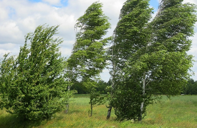 FHN gözlənilən küləkli hava şəraiti ilə əlaqədar əhaliyə müraciət edib 