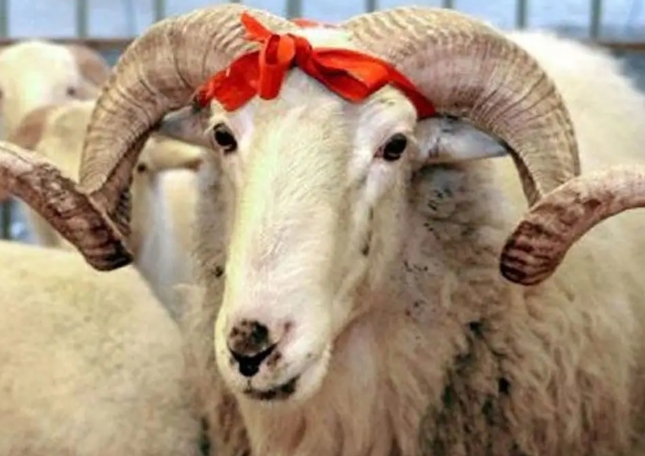 Qurban kəsimi rəsmən qadağan edildi - Bu ölkədə 