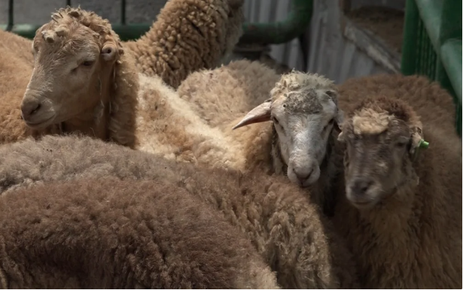 Qurban bayramı ilə bağlı hazırlıq işləri yekunlaşıb 